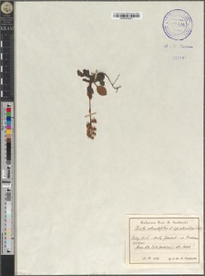 Pirola rotundifolia L.