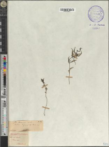 Melampyrum herbichii Woł. subsp. herbichii