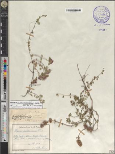 Thymus pulcherrimus Schur subsp. pulcherrimus