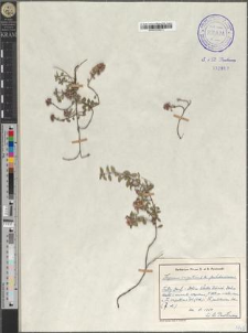 Thymus carpaticus × pulcherrimus