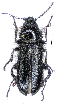 Enicopus hirtus (Linnaeus, 1767)
