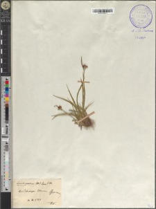 Luzula spadicea (All) Lam & DC.