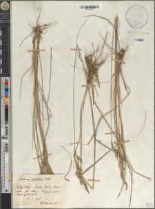 Festuca carpatica Dietr.