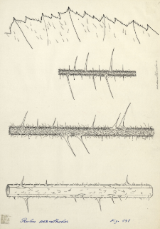 Rubus acanthodes