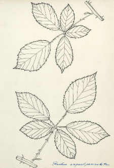 Rubus angustipaniculatus