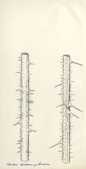Rubus bohemo-polonicus