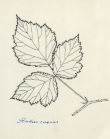 Rubus caesius
