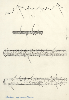 Rubus capricollensis
