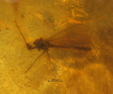 Limoniidae (Ceratocheilus)