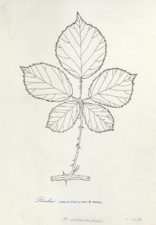 Rubus marssonianus