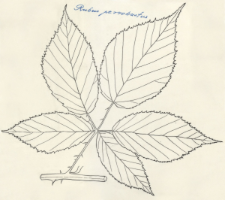 Rubus perrobustus