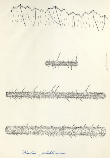 Rubus pfuhlianus