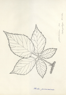 Rubus posnaniensis