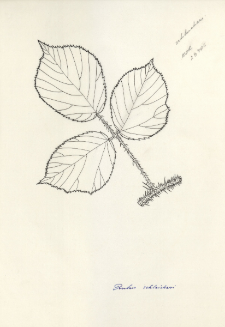 Rubus schleicheri