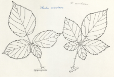 Rubus sciocharis