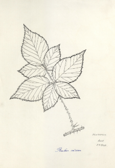 Rubus scissus