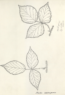 Rubus seebergensis