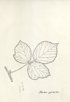 Rubus spribillei