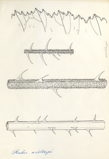 Rubus wahlbergii