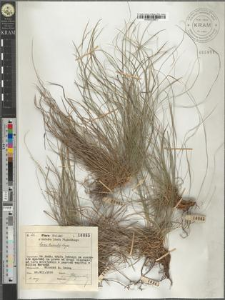 Carex humilis Leyss.