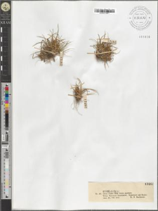 Carex Oederi Retz. fo. pygmaea