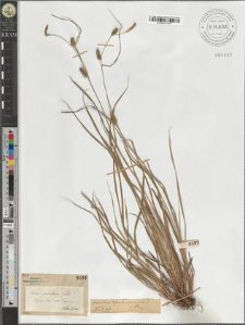 Carex punctata Gaud.