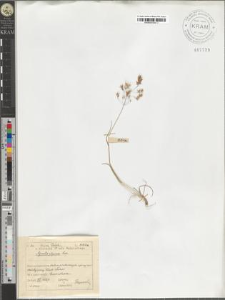 Agrostis alpina Scop.