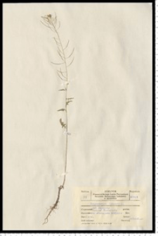 Sisymbrium loeselii L.