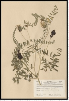 Astragalus cicer L.