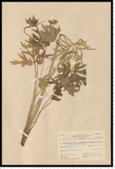 Ranunculus polyanthemos L.