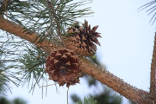 Pinus pungens Lamb.