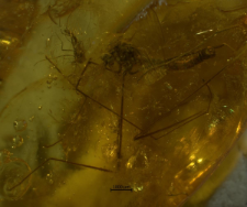 Limoniidae ((Hexatoma (Eriocera))