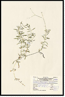 Stellaria longifolia Muhl. ex Willd.