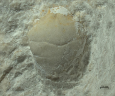 Eodromites bernchrisdomiorum