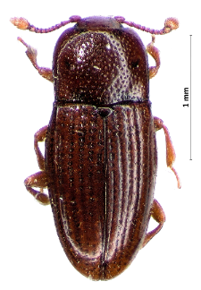 Philothermus evanescens (Reitter, 1876)