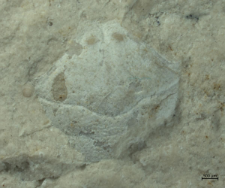 Goniodromites serratus