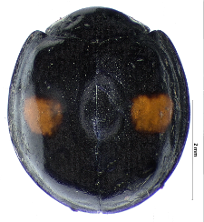 Chilocorus renipustulatus (Scriba, 1790)
