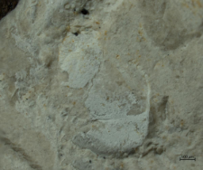 Goniodromites serratus