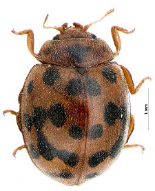 Subcoccinella vigintiguatuorpunctata (Linnaeus, 1758)