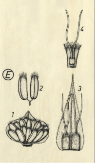 Ostrya virginiana (Mill.) K. Koch