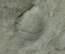 Goniodromites kubai