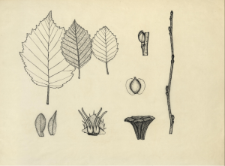 Alnus viridis DC.
