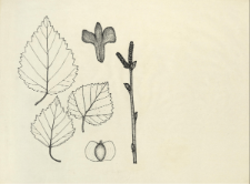 Betula carpatica Waldst. & Kit. ex Willd.