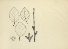 Betula humilis Marshall