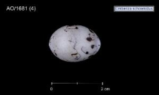 Schoeniclus schoeniclus