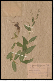 Epilobium montanum L.