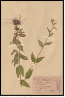 Epilobium montanum L.