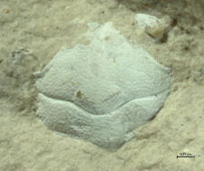 Goniodromites serratus