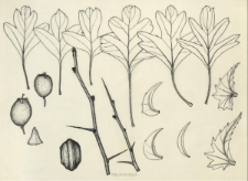 Crategus monogyna Jacq.