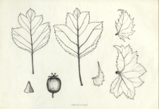 Crategus palmstruchii Lindm.